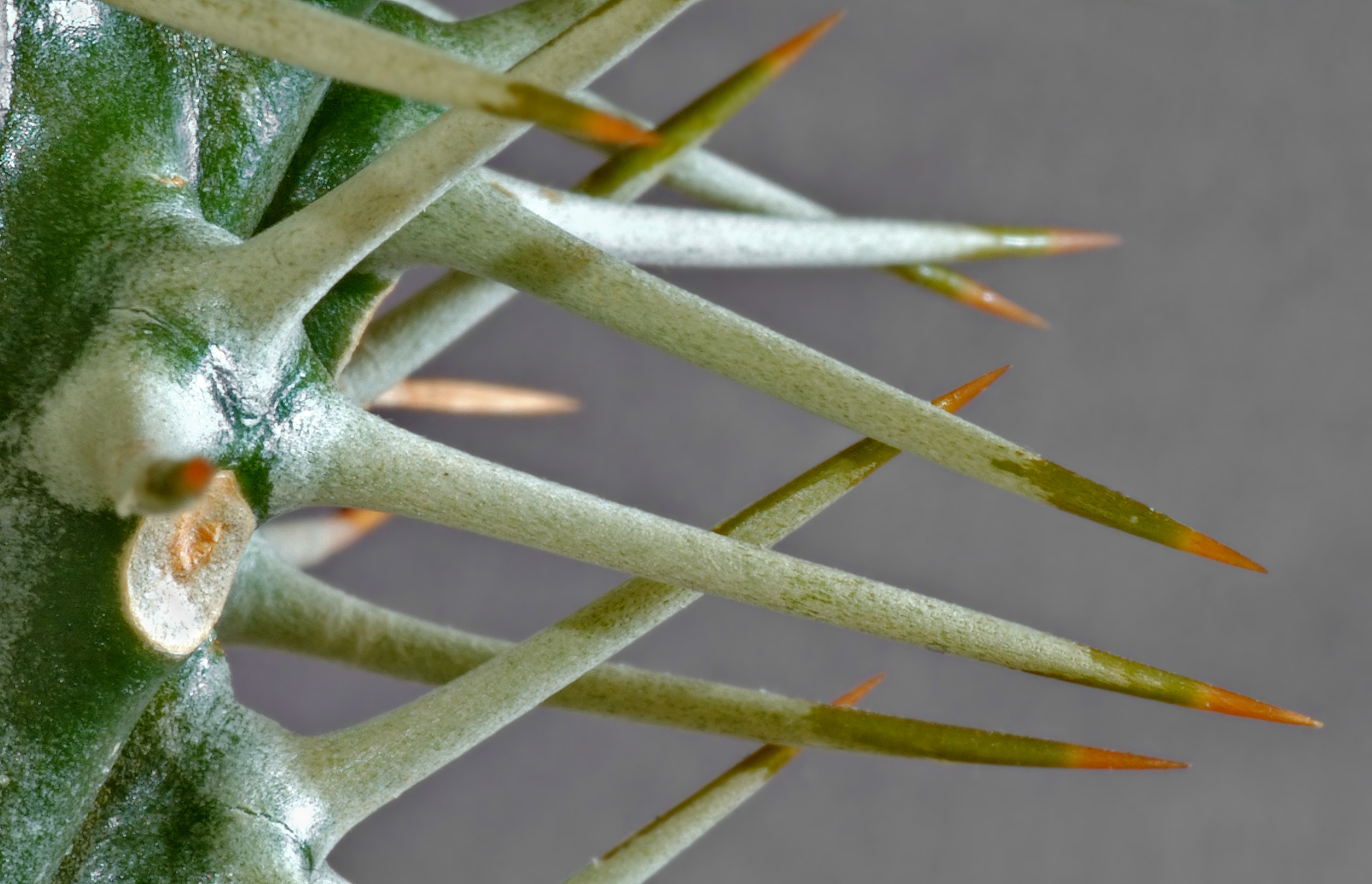 Cactus spines.