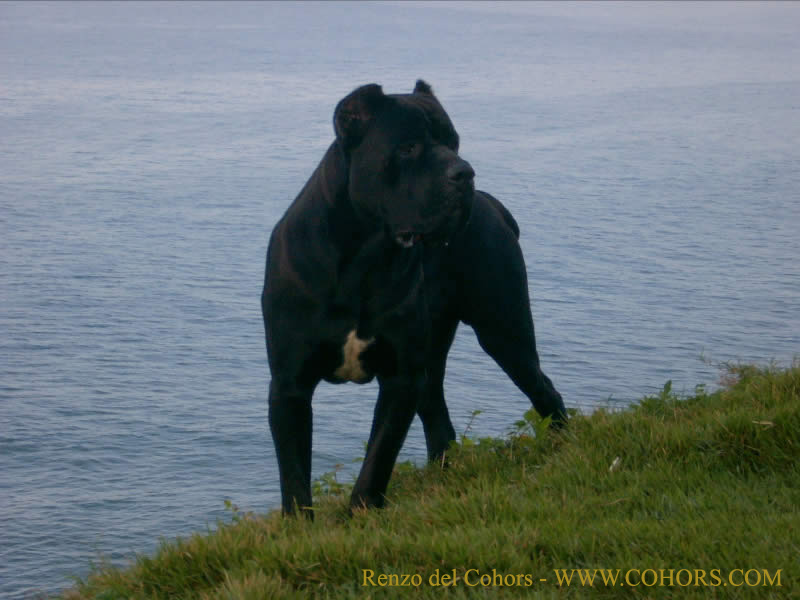 Cane Corso Italiano - Wikimedia Commons