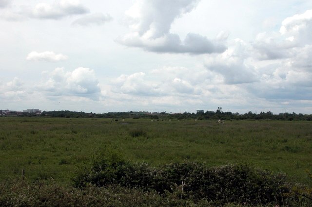 File:Cattle grazing on Farlington Marshes. - geograph.org.uk - 24746.jpg