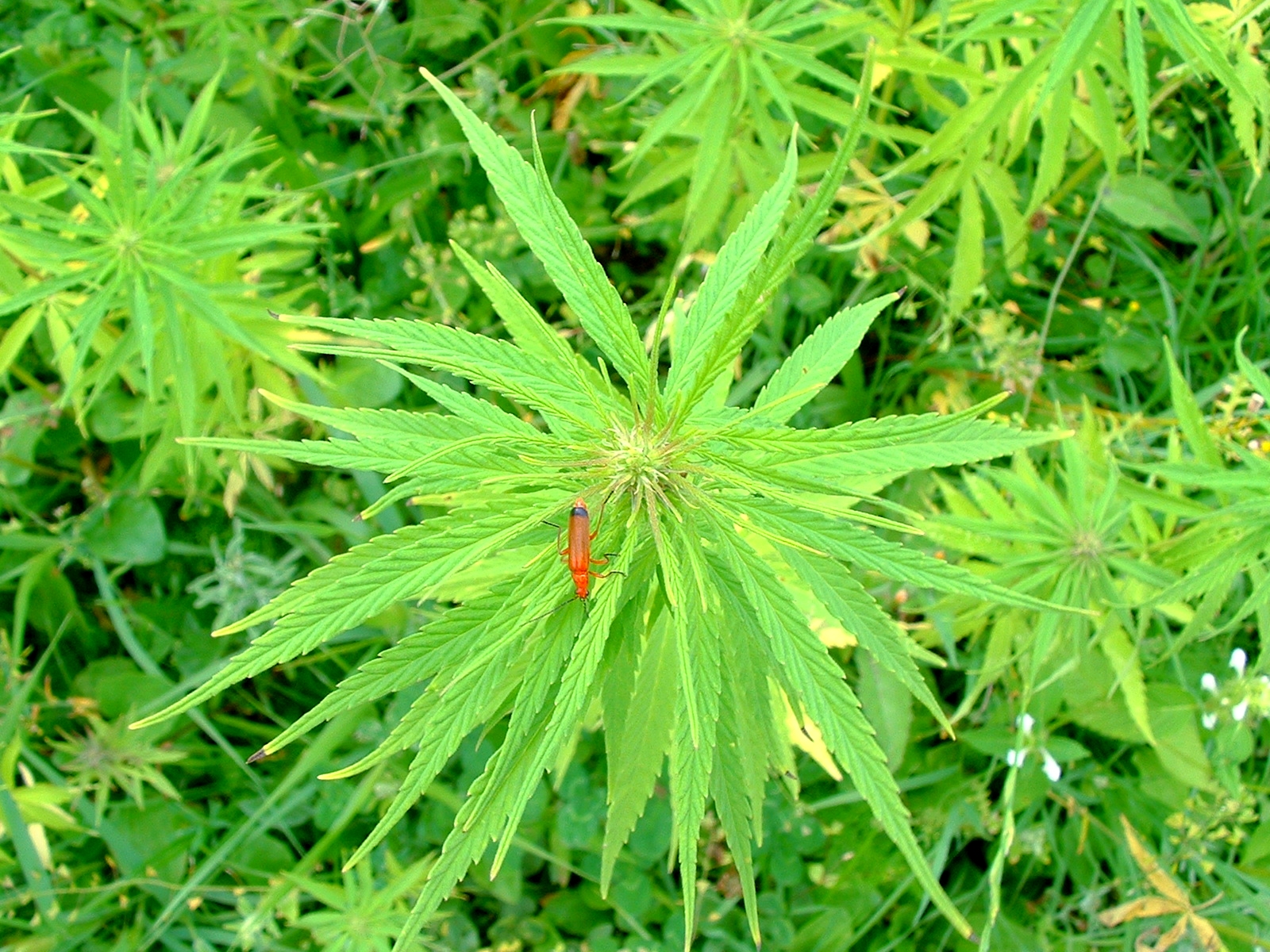 File:Chanvre hemp cannabis sativa (993672315).jpg - Wikimedia Commons