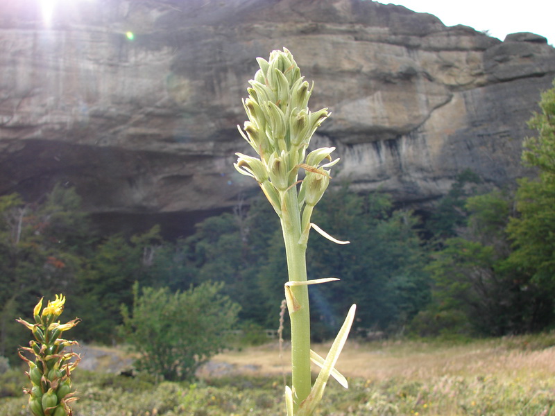 Chloraea cylindrostachya - Flickr 006.jpg