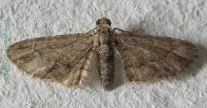 <i>Chloroclystis costicavata</i> Species of moth