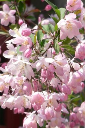 <i>Malus halliana</i> Species of apple tree