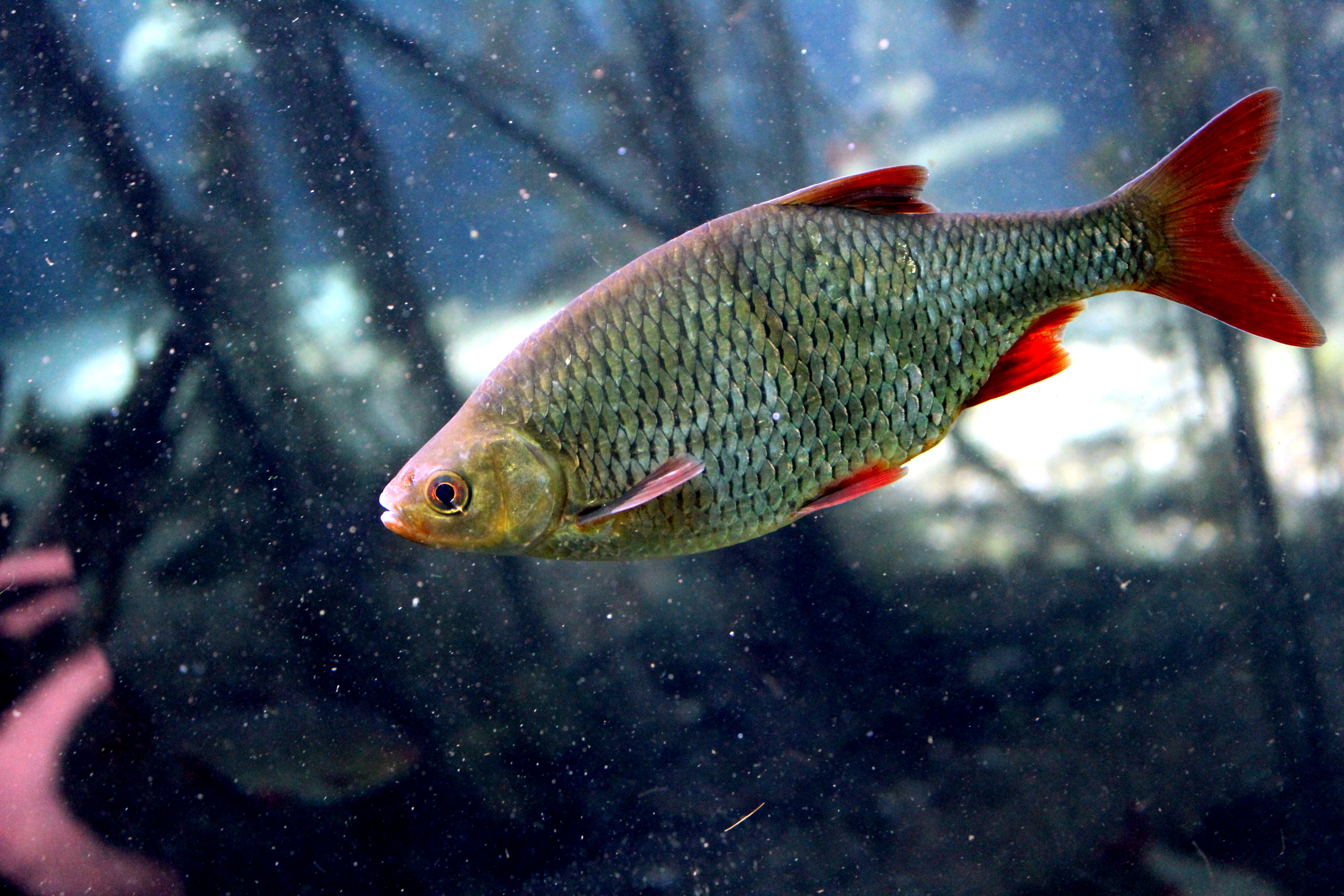 Фото плотвы. Красноперка Scardinius erythrophthalmus. Красноперка Озерная. Красноперка Речная. Рыбка красноперка.