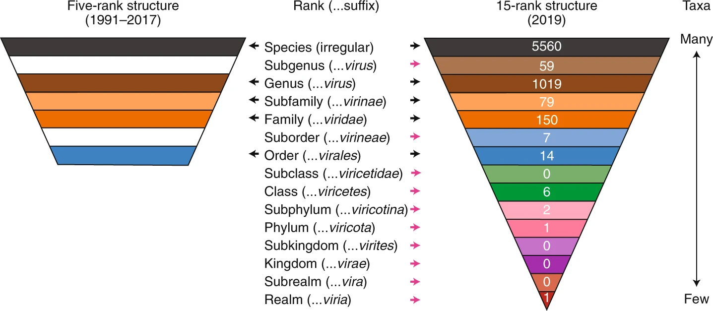 File:Comparison 1991 2019 taxonomy ICTV.webp - Wikimedia