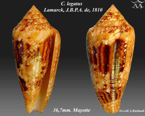 File:Conus legatus 2.jpg