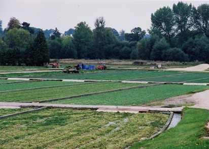 Commercial watercress production near New Alresford in Hampshire