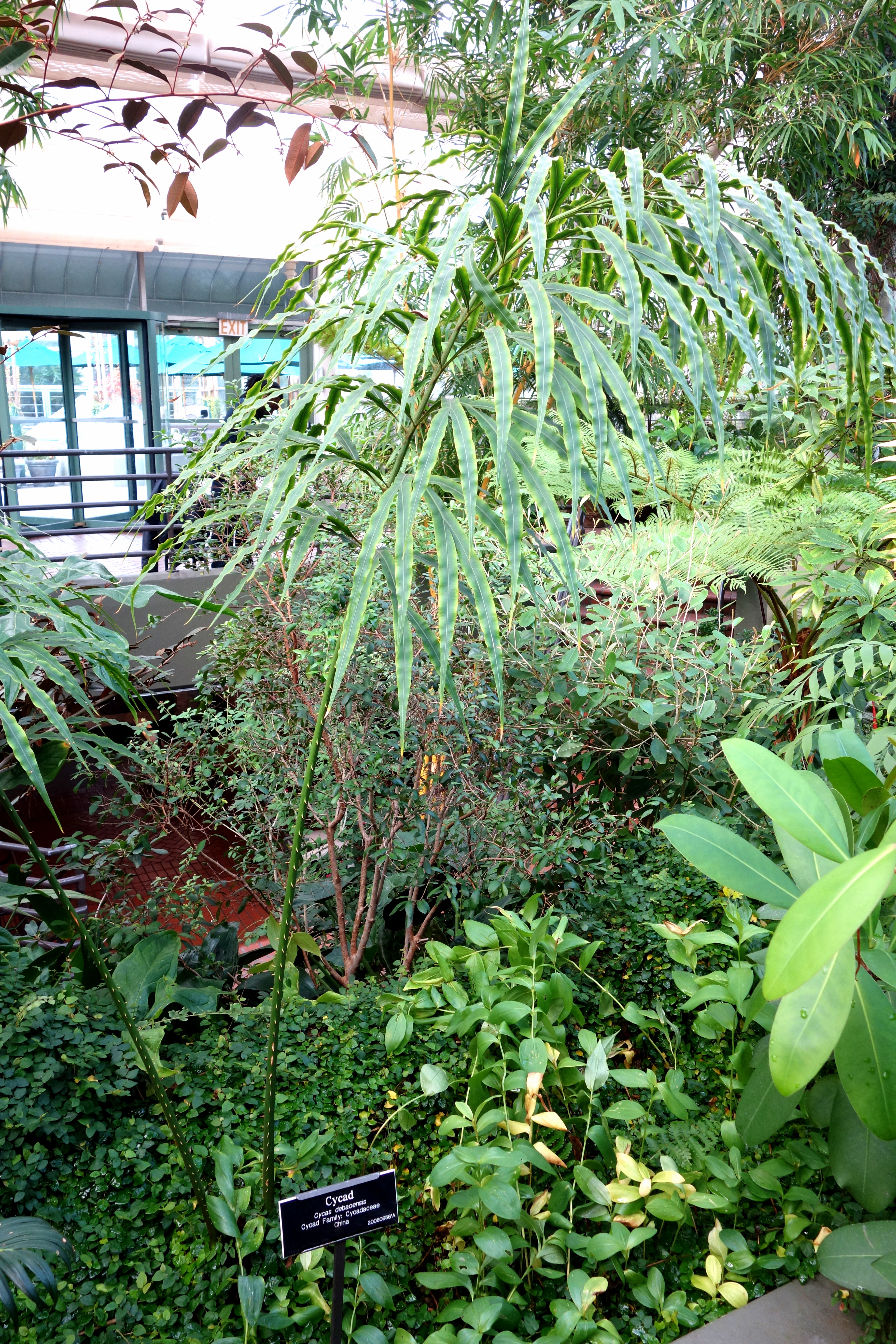 File Cycas Debaoensis Brooklyn Botanic Garden Brooklyn Ny