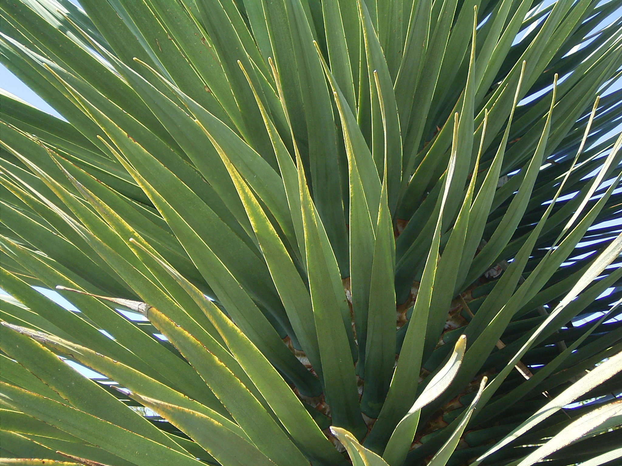 Драцена голден. Драцена Драко. Драцена Голден Кост. Dracaena Draco (Макаронезия). Драцена в Африке.