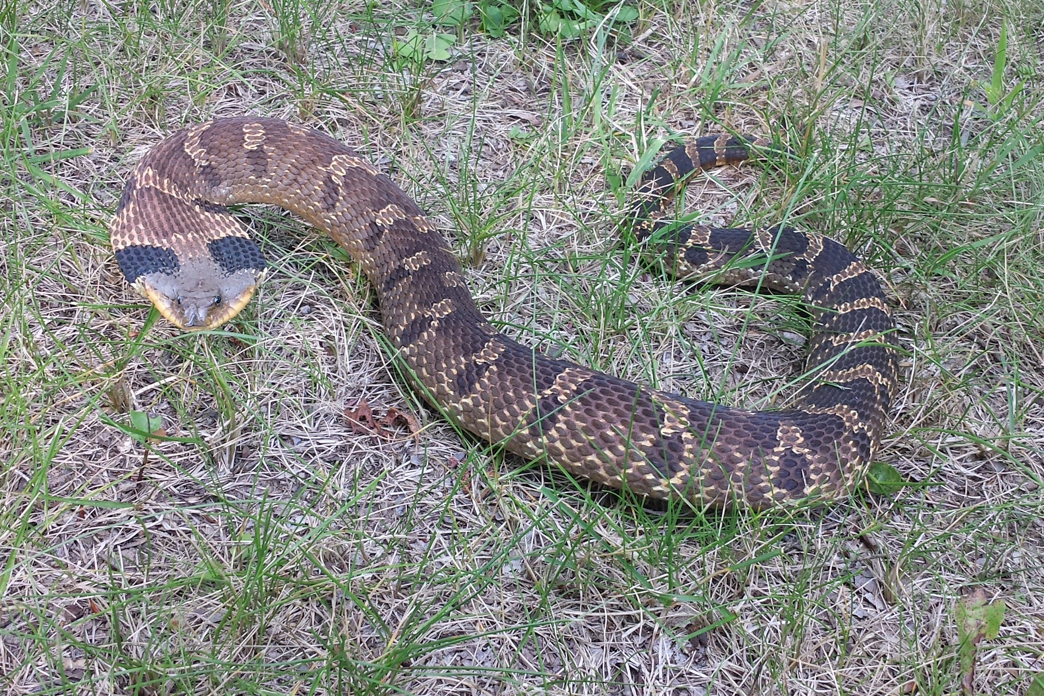 Hognose - Wikipedia