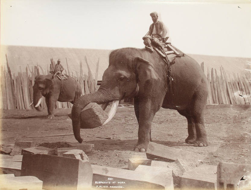 Ковер с индийским слоном Германия времён ВОВ фото. Working elephant