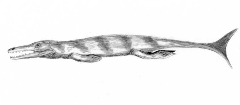 File:Enaliosuchus BW.jpg