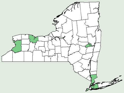 File:Euonymus americanus NY-dist-map.png