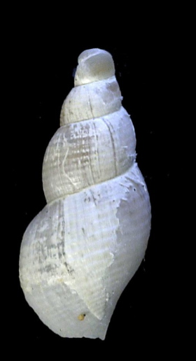 <i>Falsimohnia innocens</i> Species of gastropod