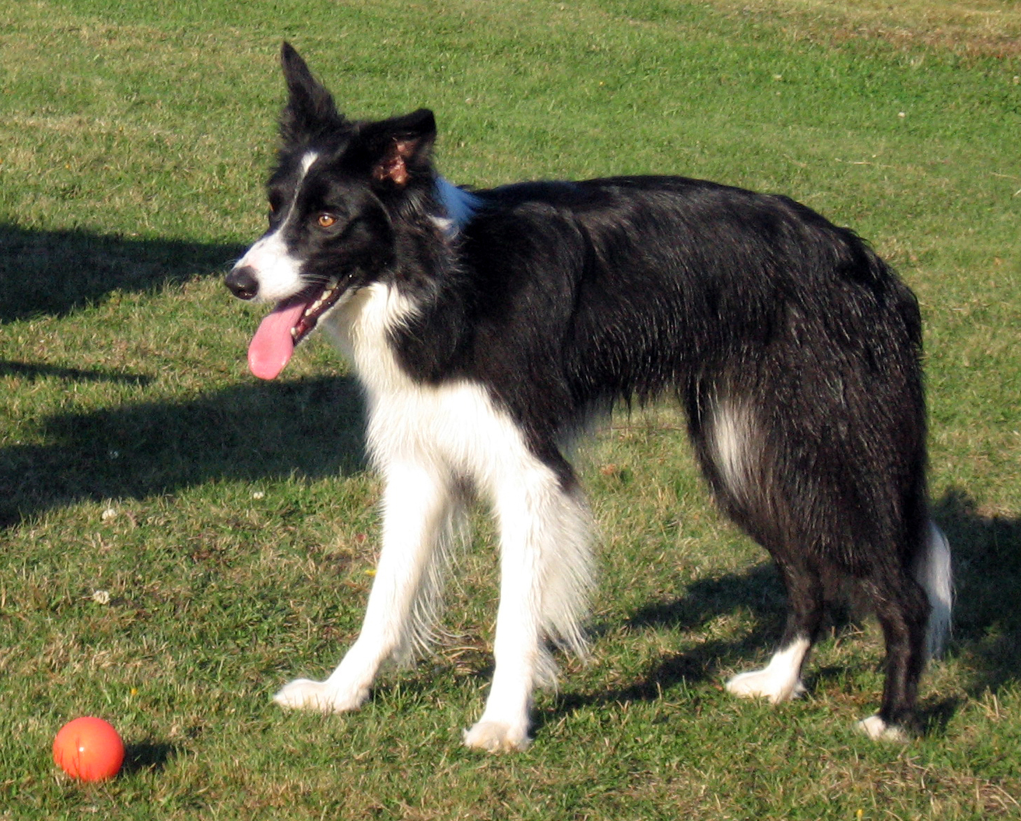 original border collie