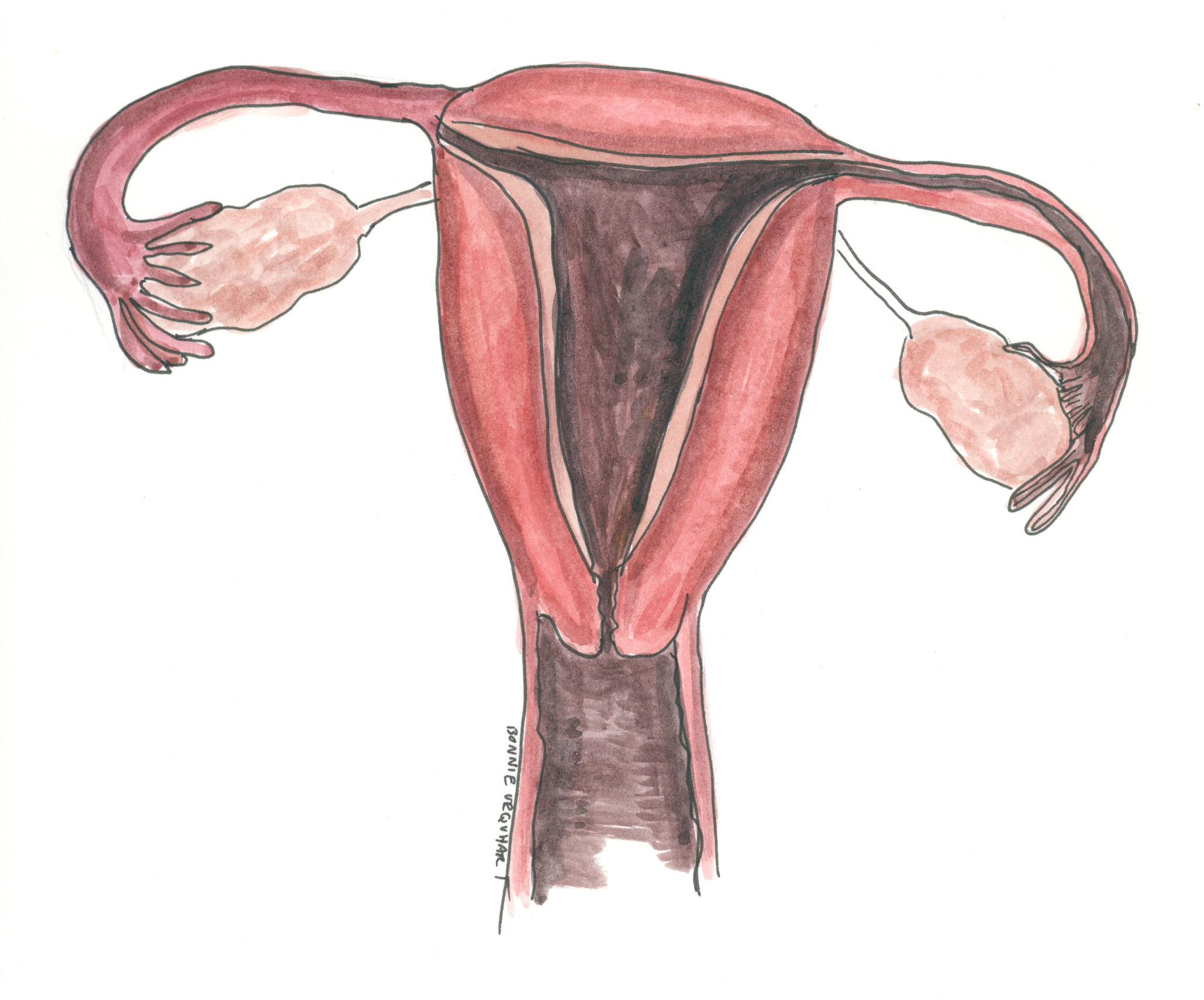 Draw the labelled diagram of female reproductive system and state the reproductive  organs. Describe any two - Brainly.in