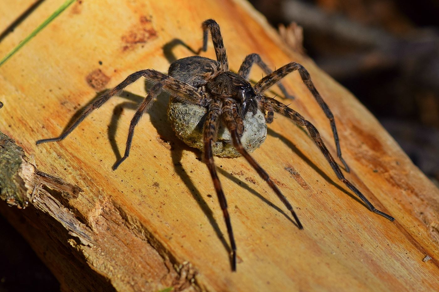File:Fishing Spider With Egg Sac (21519878240).jpg - Wikimedia Commons