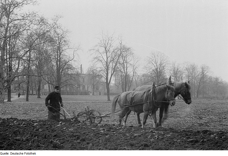 File:Fotothek df roe-neg 0001677 001 Bauer beim Pflügen.jpg