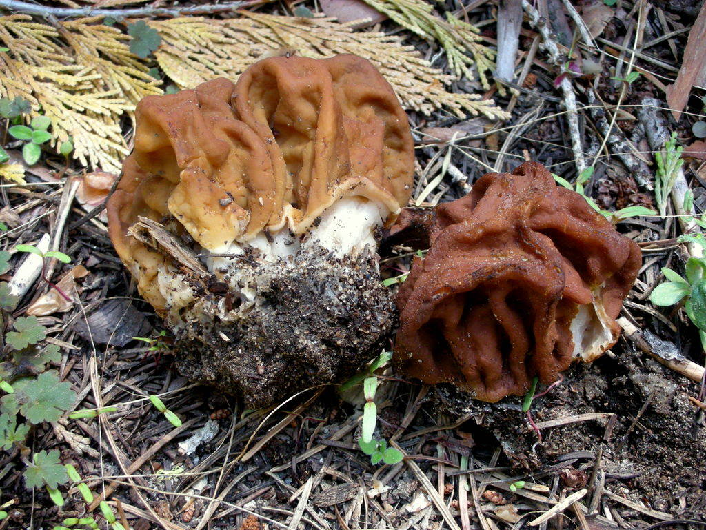 Грибы сморчки где растут и когда фото. Строчок гигантский — Gyromitra Gigas.. Гриб строчок. Сморчок и строчок. Сморчки Лесные.