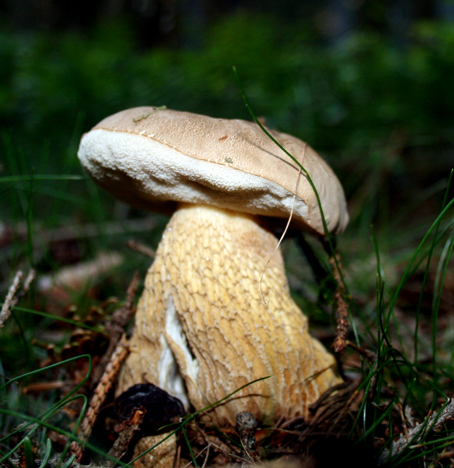 Грибы Tylopilus