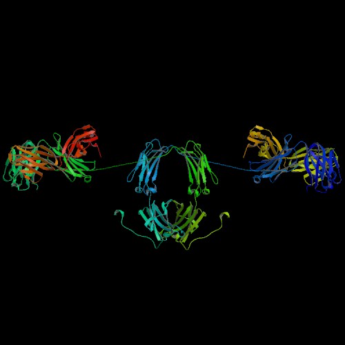 Diagrama de fitas da estrutura molecular dunha inmunoglobulina A, un tipo de Ig segregable.