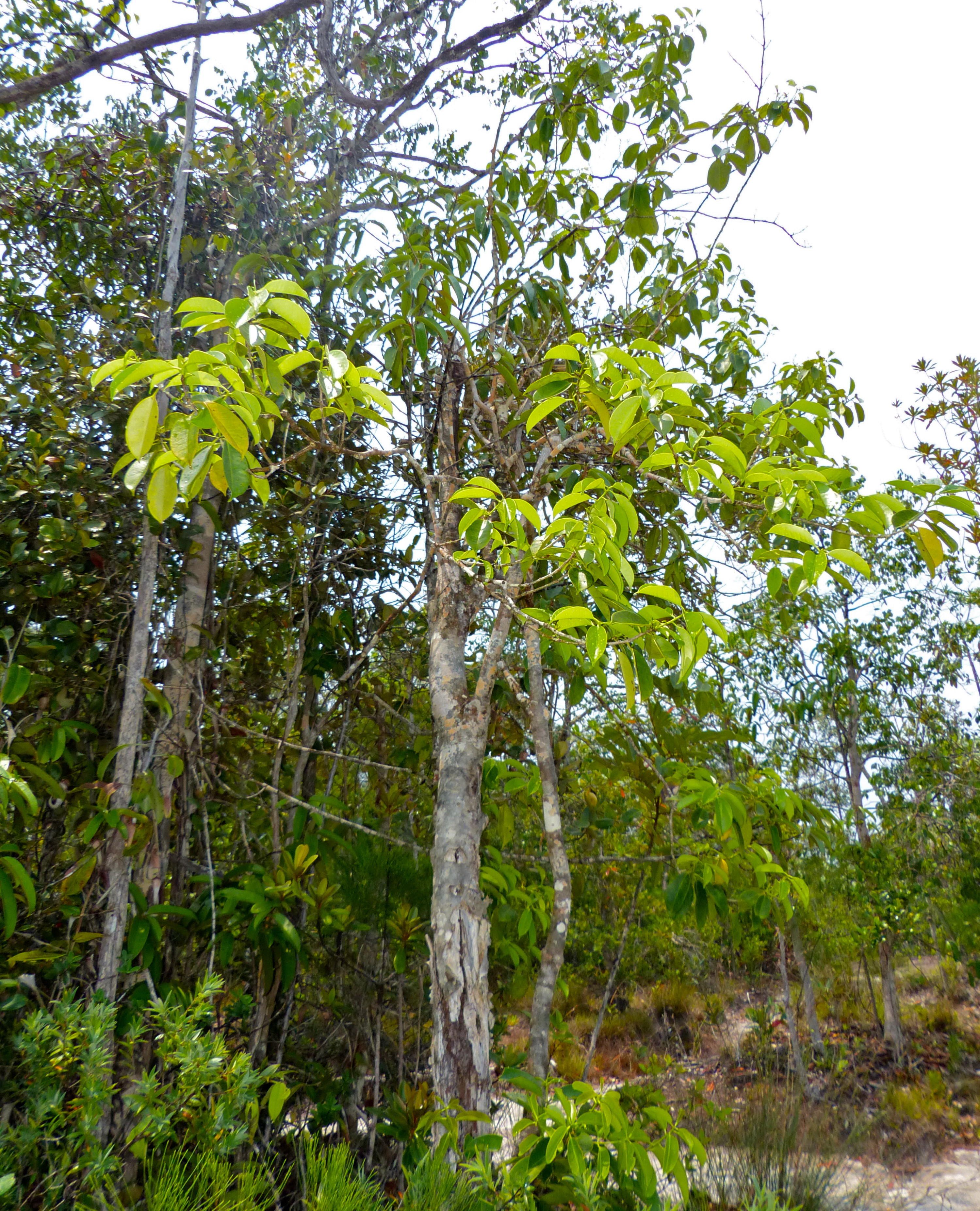 Kerdam (Ilex cymosa) (15766165005).jpg