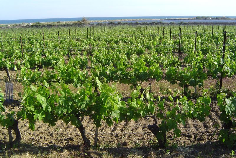 File:Languedoc vineyard.jpg