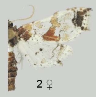 <i>Leucinodes africensis</i> Species of moth