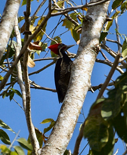 File:Lineated Woodpecker.jpg