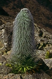 Beschrijving van de Lobelia telekii2.jpg afbeelding.