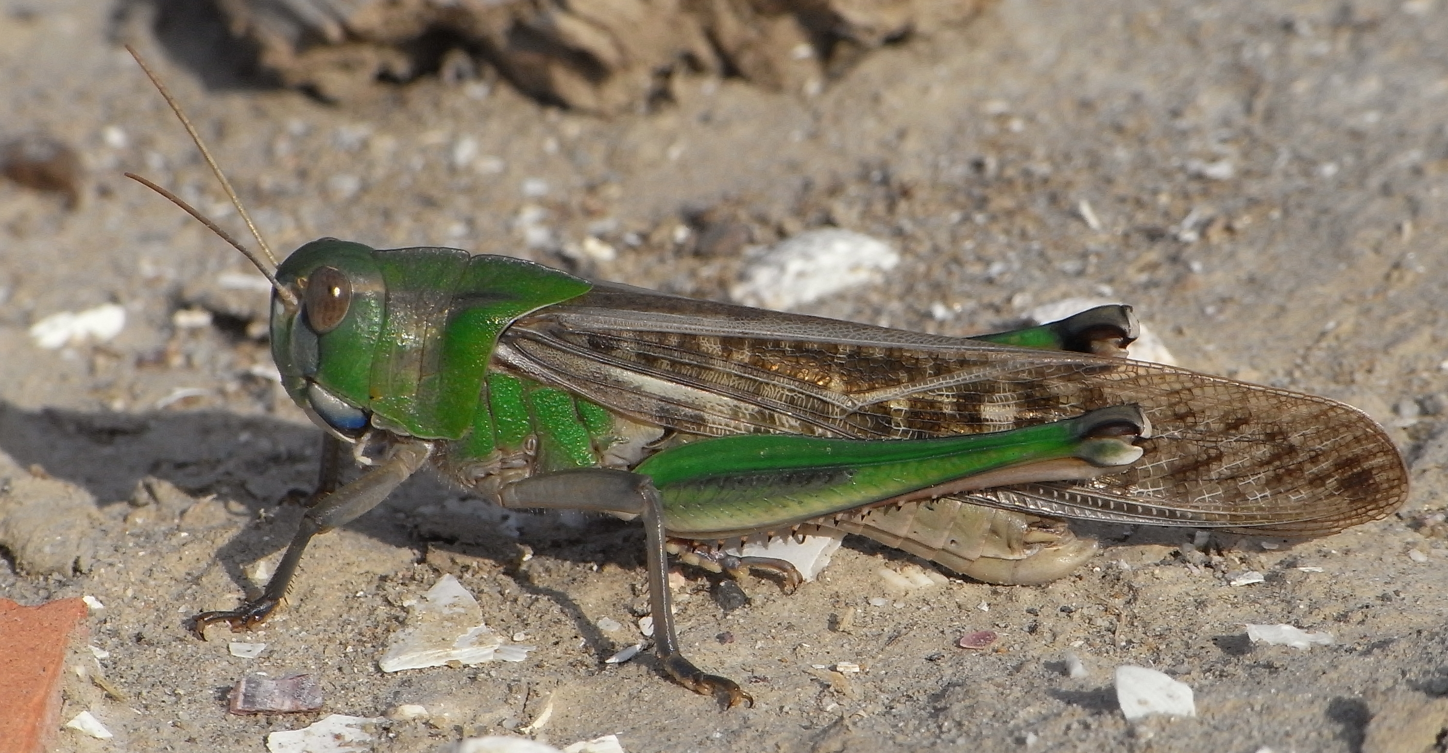AgroAtlas - Pests - Locusta migratoria L. - Migratory Locust