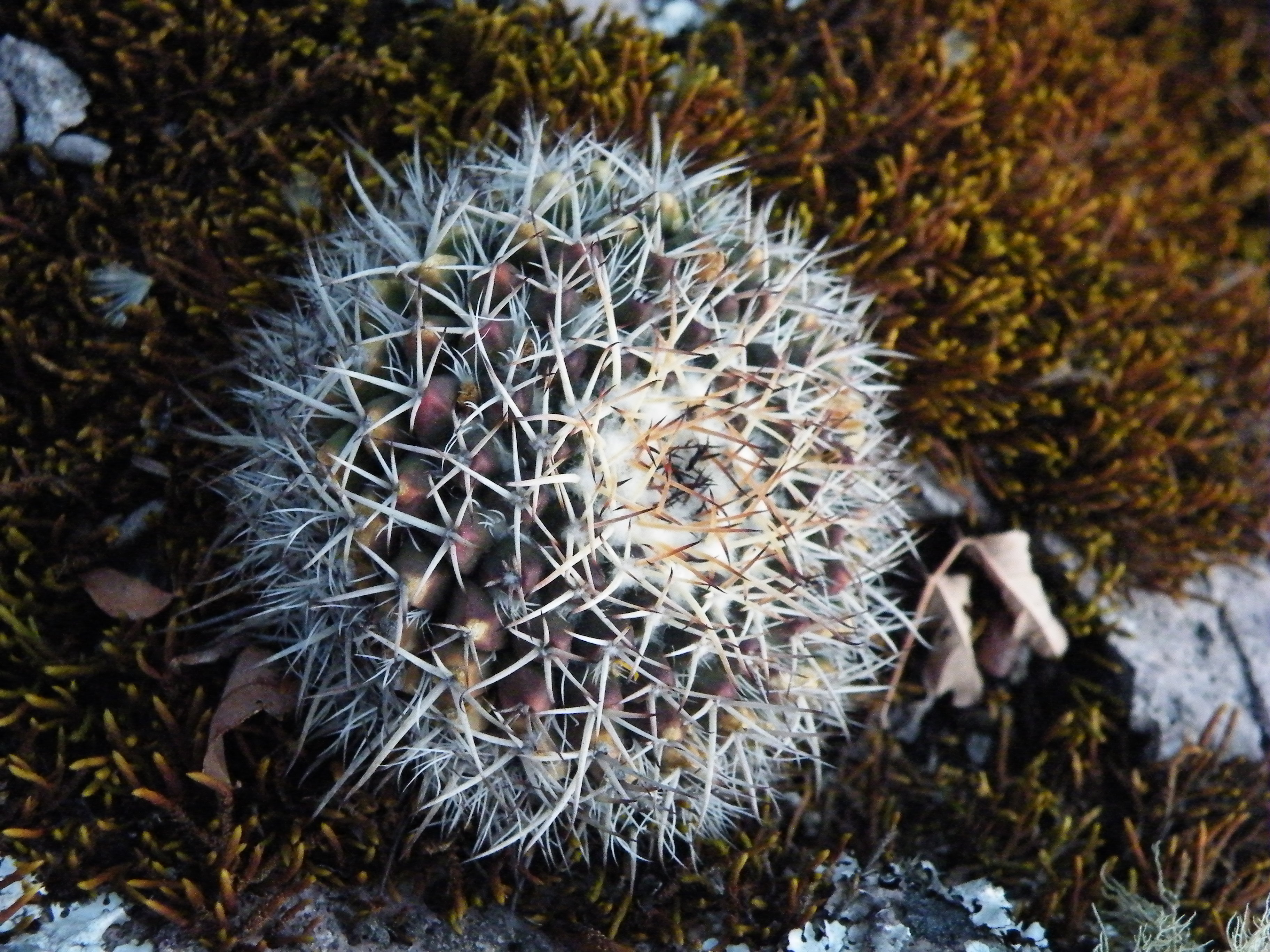 Mammillaria nejapensis