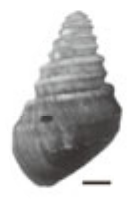 Margarya bicostata shell 2.png