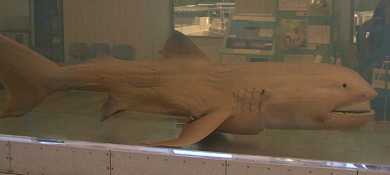 File:Megamouth shark japan.jpg