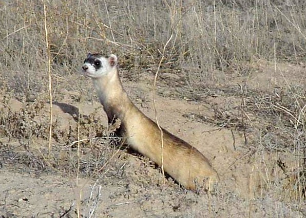 File:Mustela nigripes.jpg