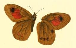 <i>Neita neita</i> Species of butterfly