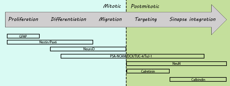Neuronal lineage marker - Wikipedia
