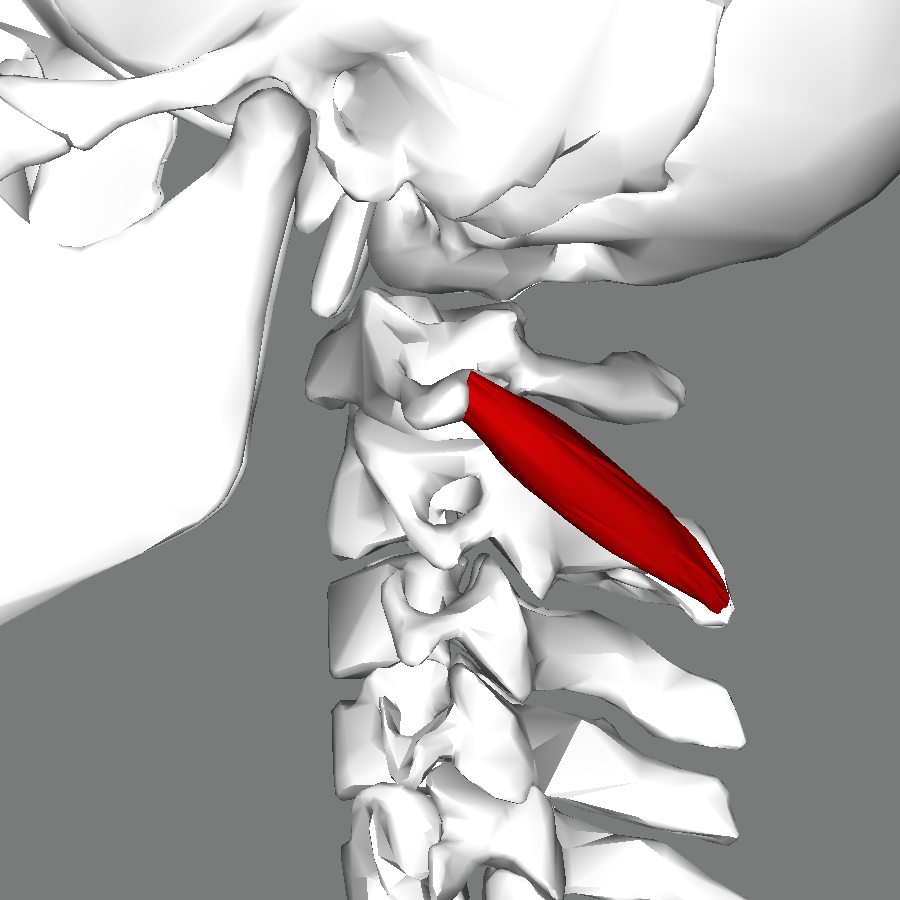 inferior oblique of the neck