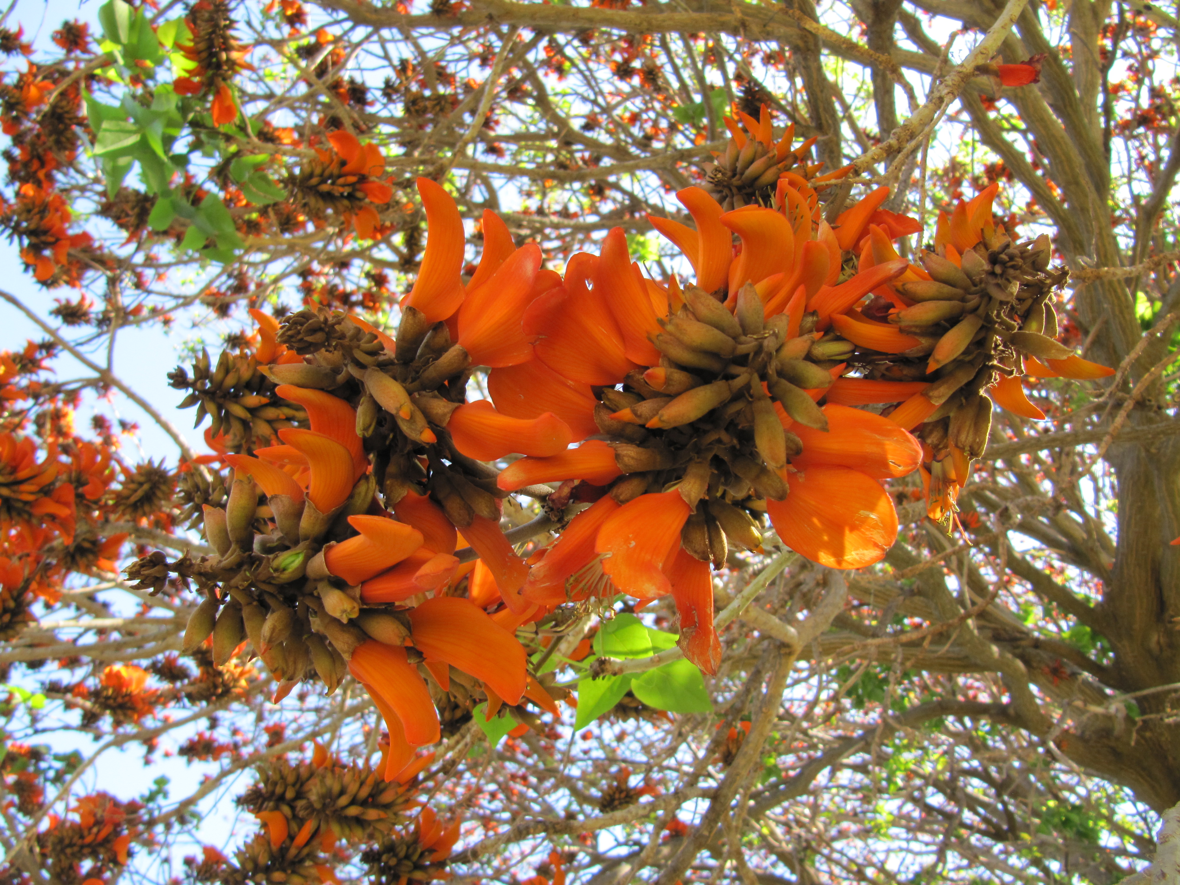 File Orange  leaves  on a tree  jpg Wikimedia Commons