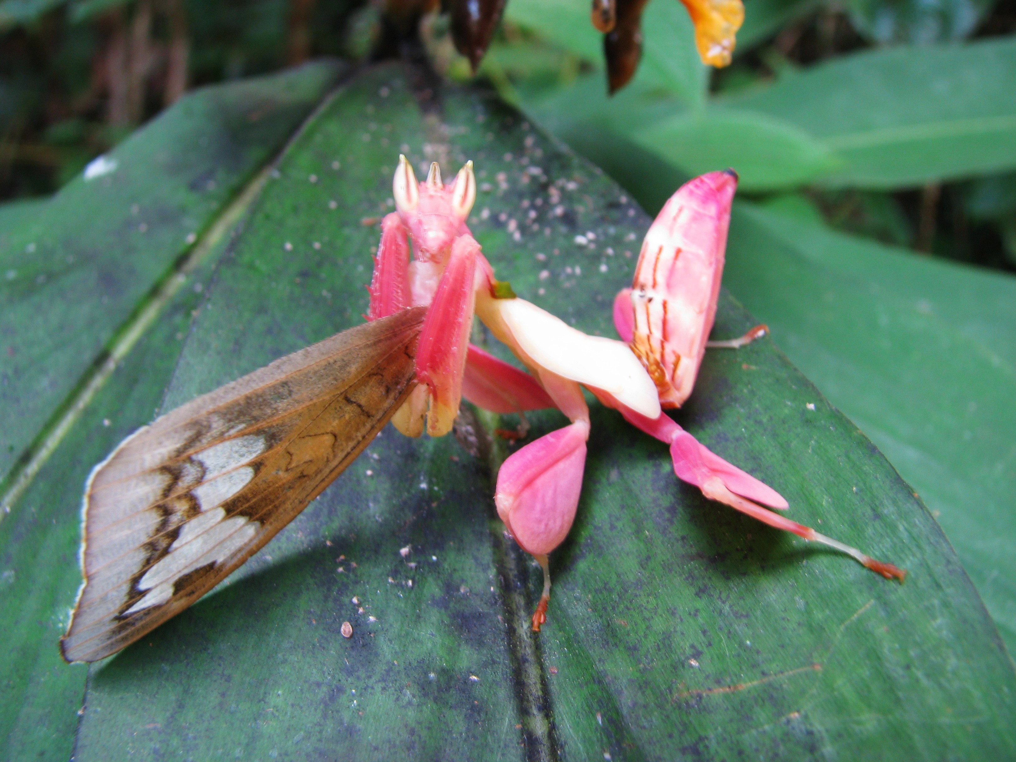 Виды насекомых в орхидеях. Орхидейный богомол. Малазийский орхидейный богомол. Орхид Мантис. Орхидейный палочник.