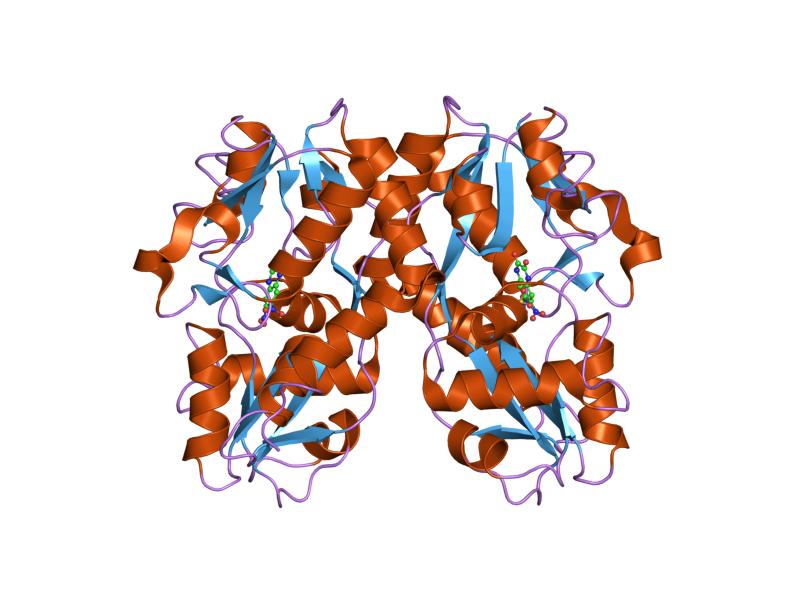 File:PDB 1ftl EBI.jpg