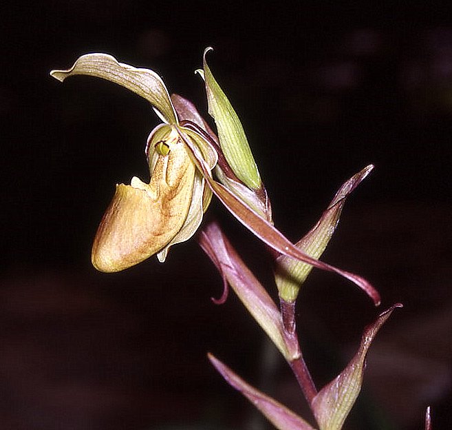 File:Paphiopedilum  - Wikimedia Commons