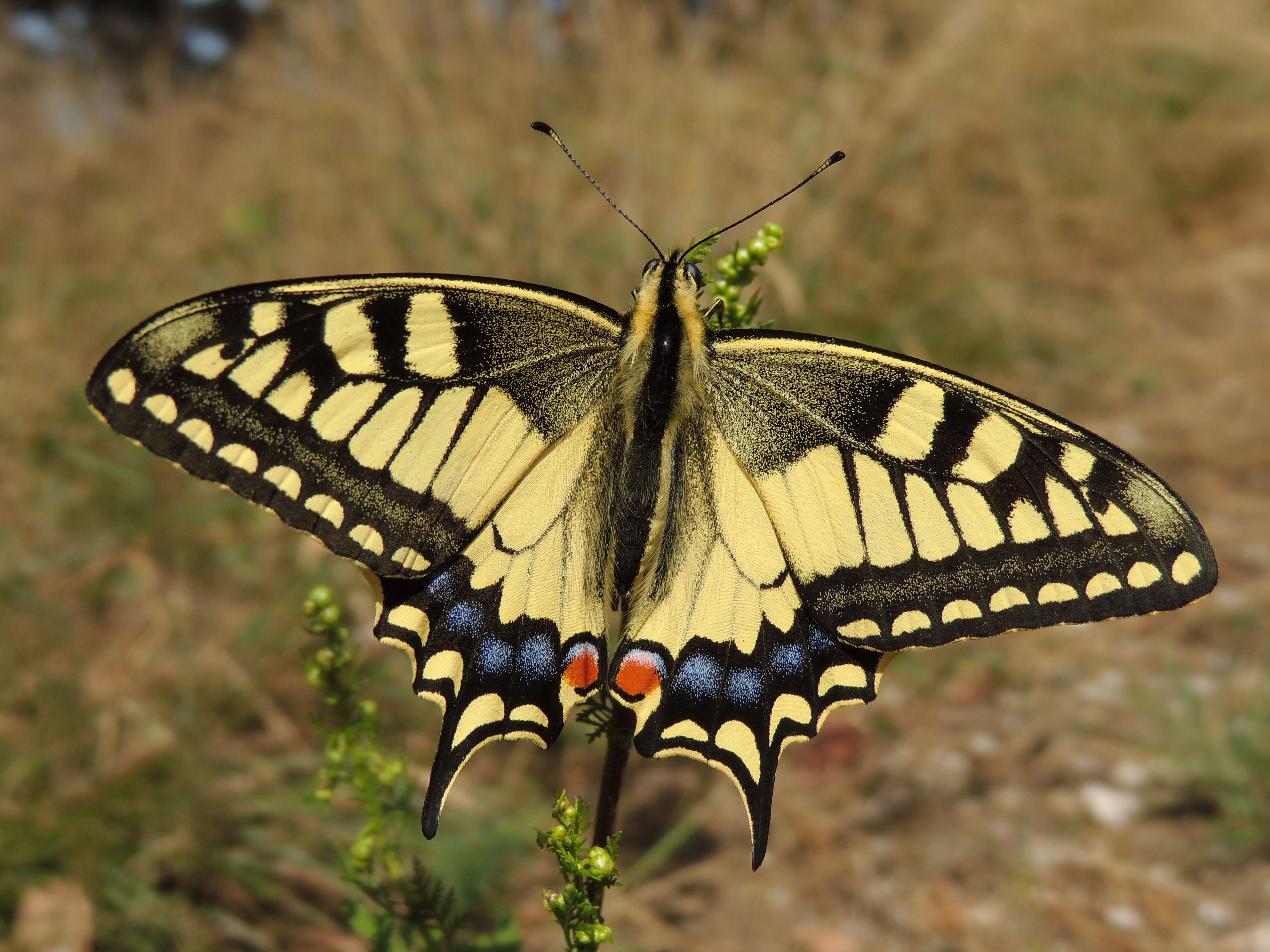 80. Papilio Machaon – Махаон