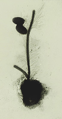 <span class="mw-page-title-main">Stramenopile</span> Clade of eukaryotes