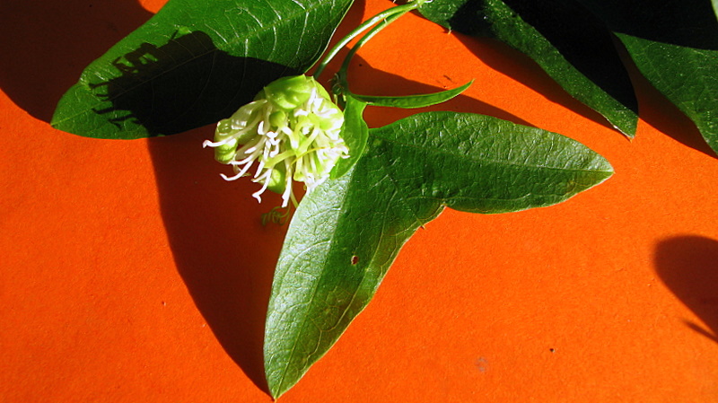 File:Passiflora misera Kunth - Flickr - Alex Popovkin, Bahia, Brazil (1).jpg