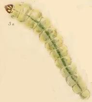 Larva Phyllonorycter rajella larva.JPG