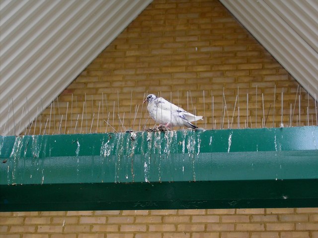 File:Pigeon, Morrison's, Thames Avenue, Swindon - geograph.org.uk - 365250.jpg