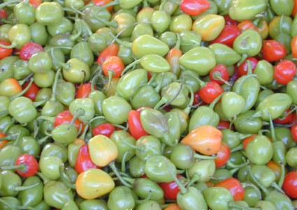 File:Piment Cabri.jpg