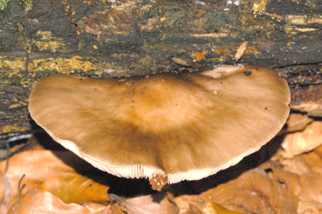 File:Pluteus spec. - Lindsey 4a.jpg