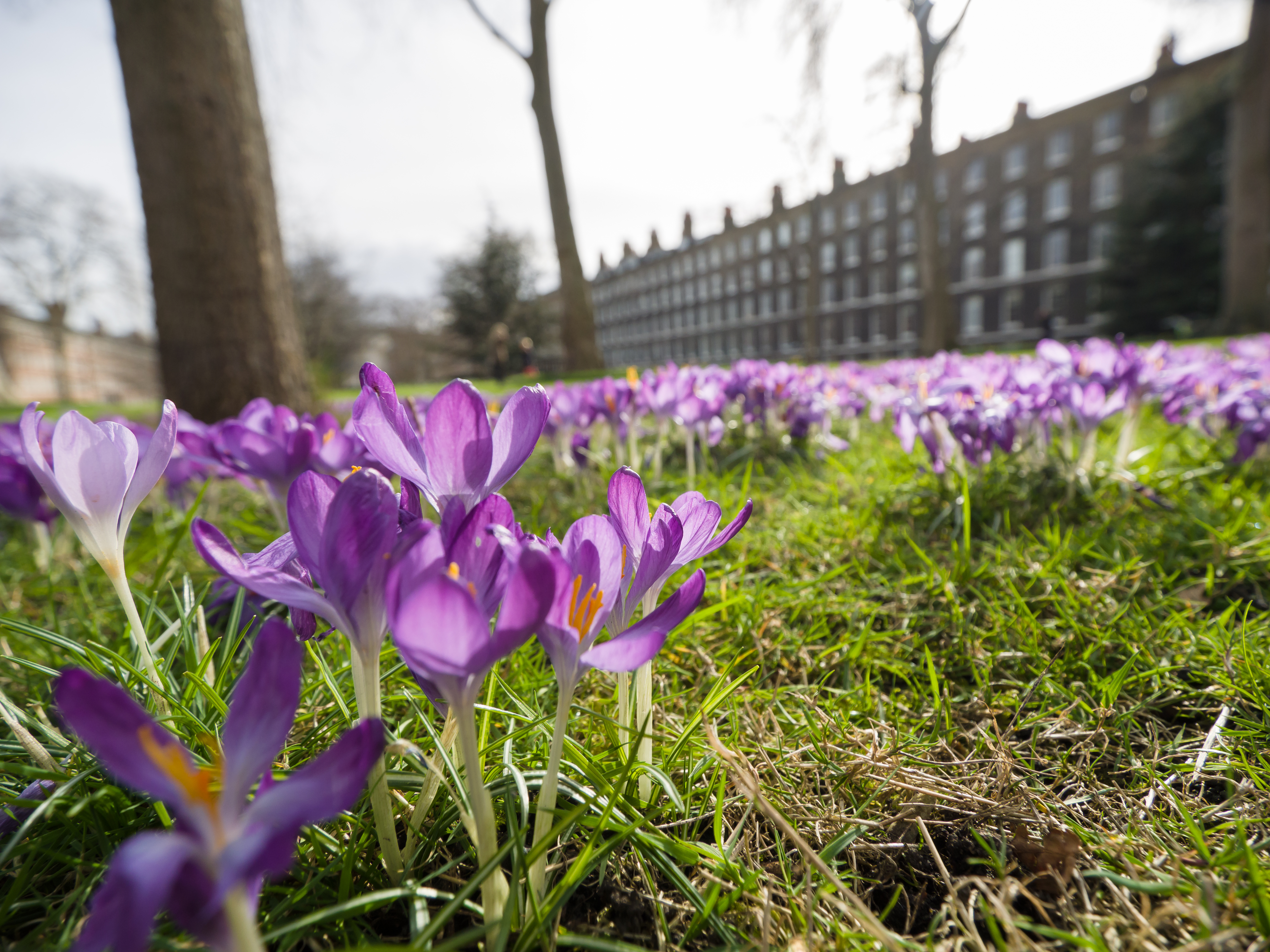 Нападение на крокус сегодня. Крокус Ефремов. Объектив Крокус польский. Purple Crocus Вики. Крокус питомник Великие Луки.